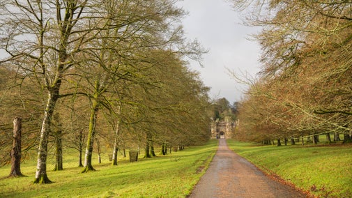 Avenue of beech trees at Lanhydrock in Cornwall